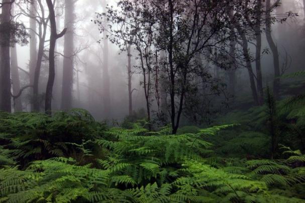 Tropical RainForest Wallpaper \u00b7\u2460 
