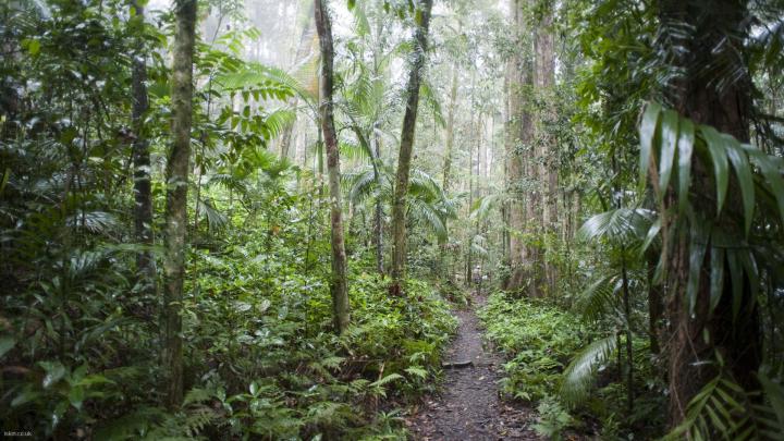 Rainforest background \u00b7\u2460 Download free beautiful full HD backgrounds 
