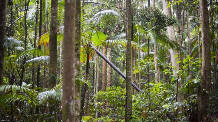 Rainforest background \u00b7\u2460 Download free beautiful full HD backgrounds 