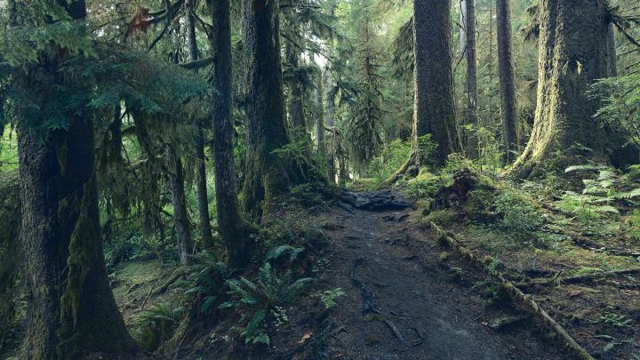 Pacific Northwest Rainforest Wallpapers - Top Free Pacific Northwest 