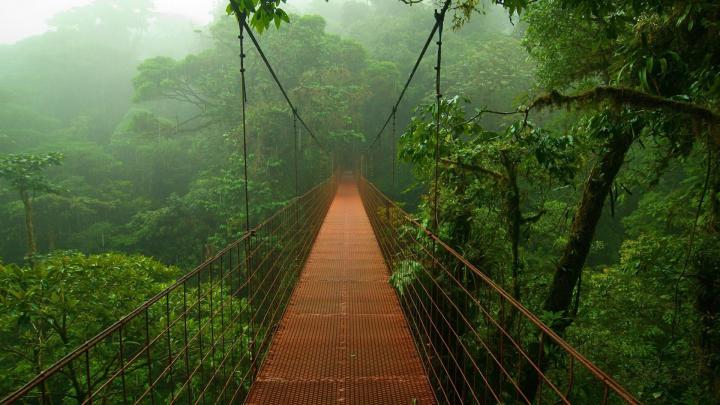 Rain Forest Wallpaper (62+ images)