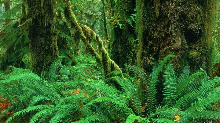 Rainforest Backgrounds -