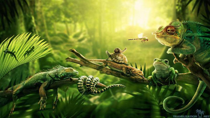[66+] Amazon Rainforest Wallpaper 