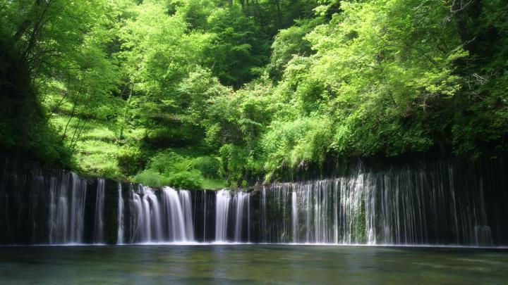Rainforest wallpaper | 1920x1080 | #55383
