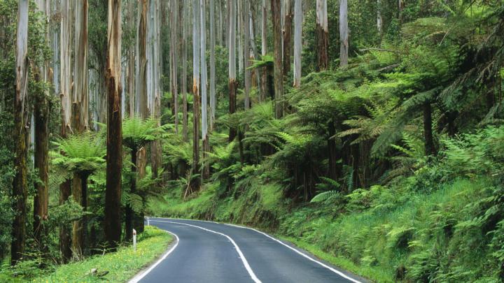 [21+] Rain Forest Road Wallpapers 