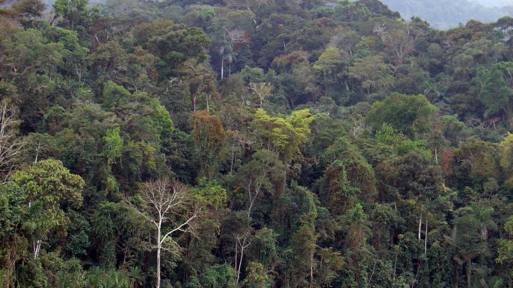 2008 rainforest wallpaper | AllWallpaper.in #5261 | PC | en