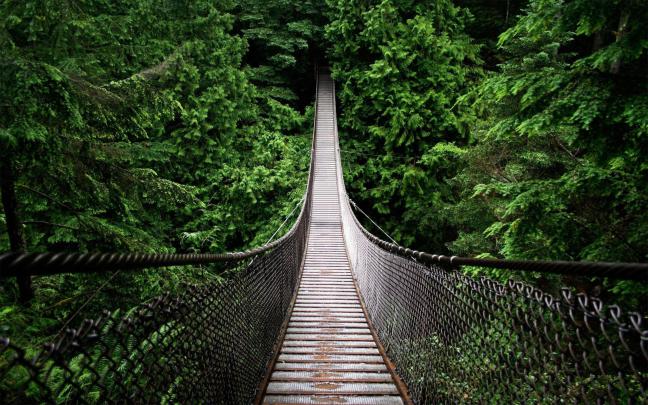 Rain Forest Background (38+ pictures)