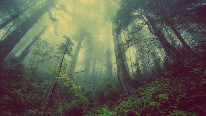 Rainforest Wallpaper [1920x1080]