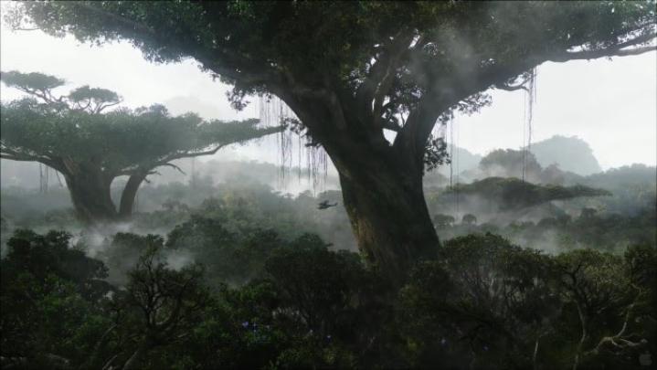 Hd Rainy Forest Background \/ Rainforest Wallpaper 1920x1080 One Year In 