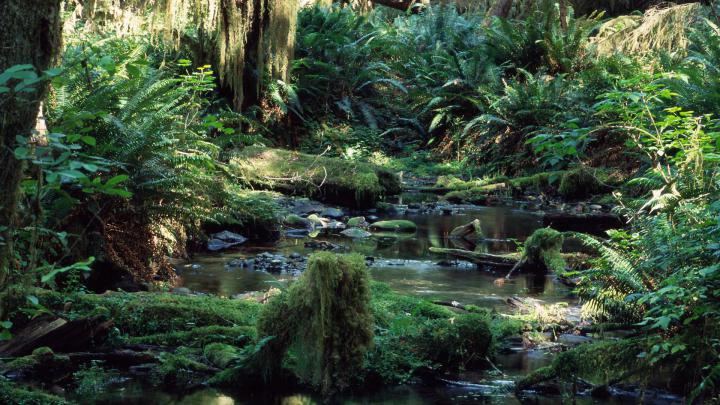 Rainforest Wallpapers - Top Free Rainforest Backgrounds - WallpaperAccess