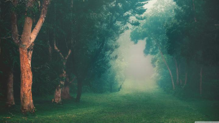 Rainforest Wallpaper 1920x1080
