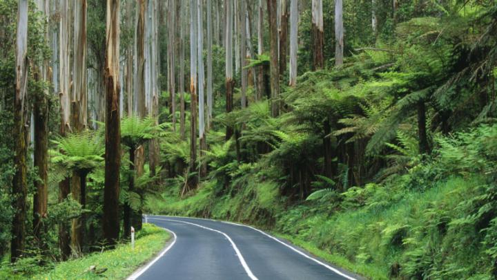Free download Roads Australia National Park rainforest wallpaper 
