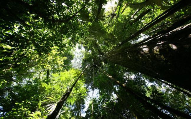 Free download Green landscapes trees jungle forest rainforest wallpaper 