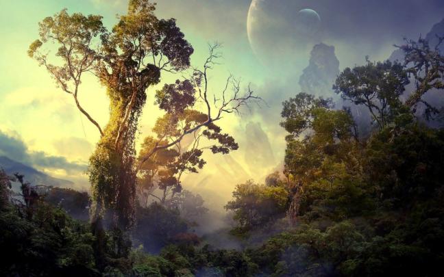 Hd Rainy Forest Background \/ Rainforest Wallpaper 1920x1080 One Year In 