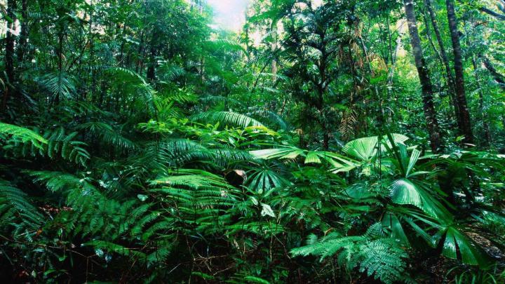 Free download Tropical Rainforest Wallpapers [1920x1080] for your 