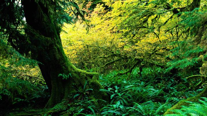Hoh Rainforest Wallpaper -