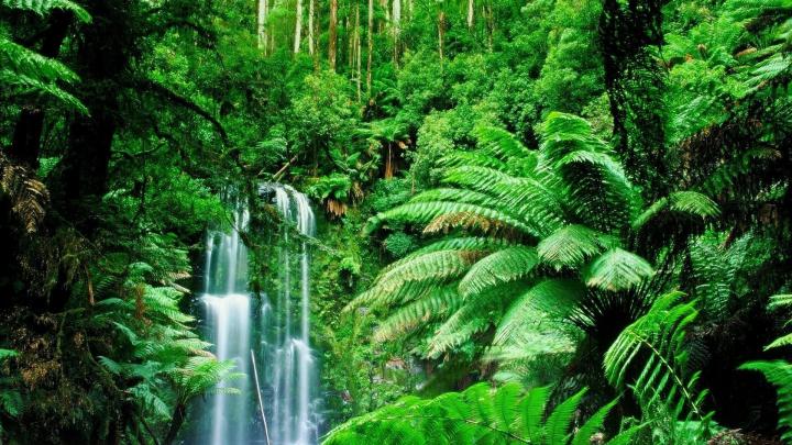Tropical Rainforest Wallpaper (58+ pictures)