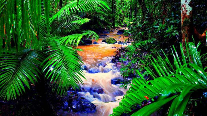 Tropical Rainforest Wallpaper For Desktop Background 1920x1080 px 399 