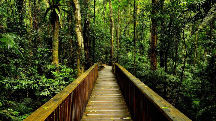 Rain Forest Wallpaper (62+ images)