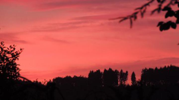 night, plants, trees, red | 1920x1080 Wallpaper - wallhaven.cc