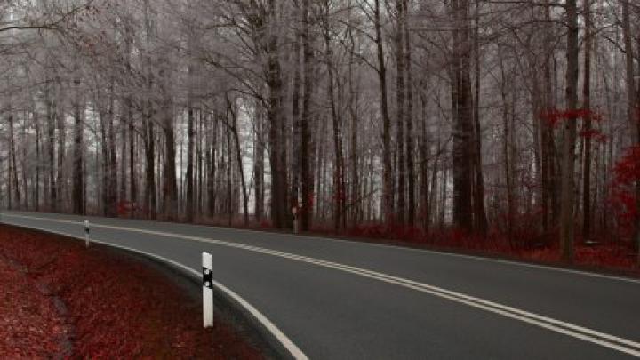 asphalt, trees, leaves, red | 1920x1080 Wallpaper - wallhaven.cc