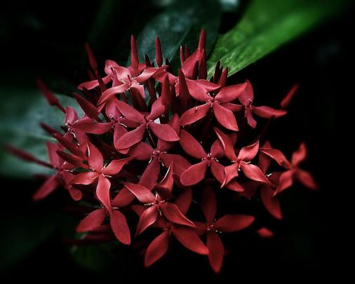 Red (1920x1080) : wallpaper
