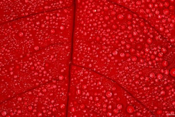 Red wallpaper HD \u00b7\u2460 Download free backgrounds for desktop and mobile 