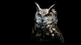 Owl Wallpaper 1920x1080