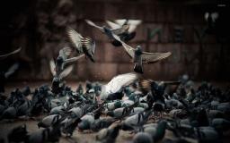 Pigeon Wallpaper 1920x1080
