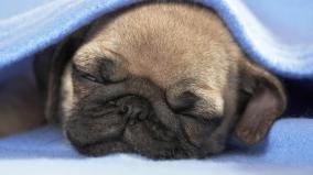 Pug Wallpaper 1920x1080