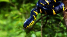 Python Wallpaper 1920x1080