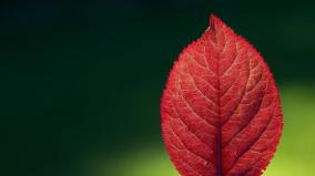 Red 1920x1080 Wallpaper