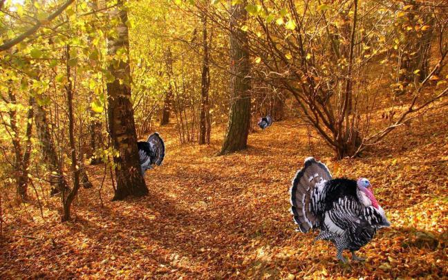 Thanksgiving HD Wallpapers