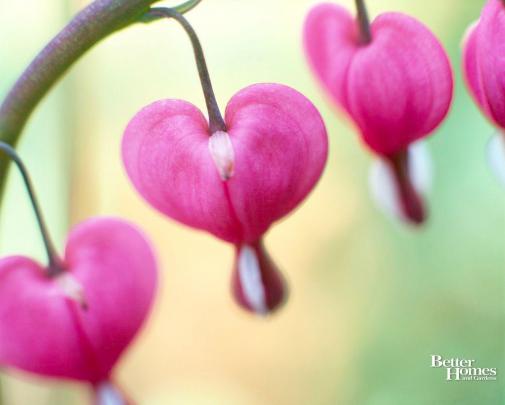 Free Valentines Wallpapers For Computer
