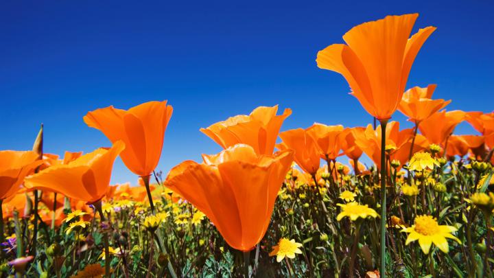 Orange Flower HD Wallpapers