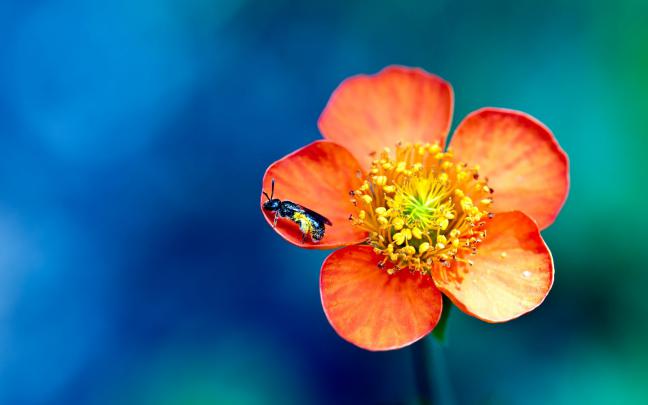 Orange Flower HD Wallpapers