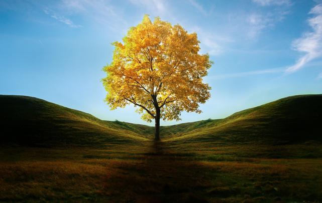 Best wallpaper of tree yellow, photo of leaves, autumn | ImageBank.biz