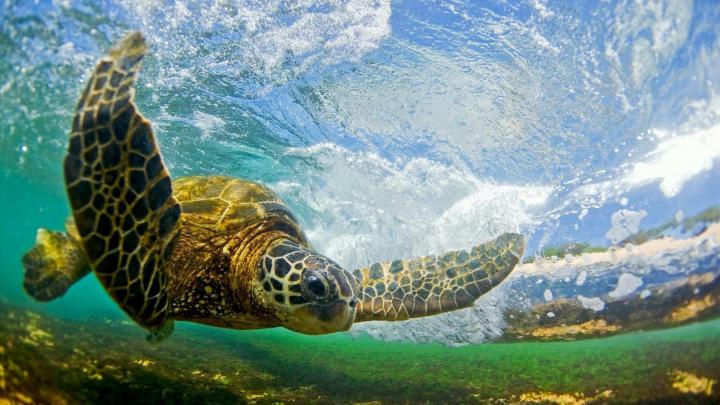 Hawaiian Wallpaper Desktop \u00b7\u2460 