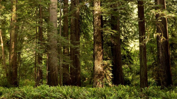 3840 X 2160 National Forest Wallpapers - Top Free 3840 X 2160 National 