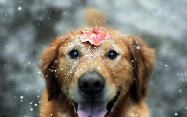 4K Dog Wallpapers - Top Free 4K Dog Backgrounds - WallpaperAccess