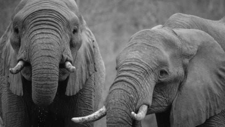 African elephants | Free 4K picture, 3840x2160 desktop wallpaper, HD 