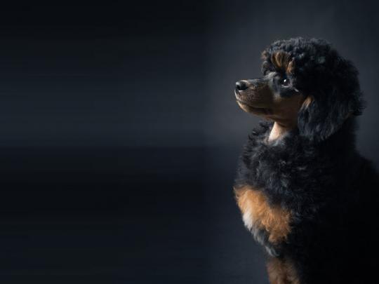 poodle wallpaper 1080p - HD Desktop Wallpapers