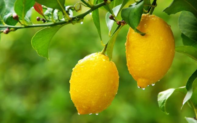 fantastic lemon - HD Desktop Wallpapers