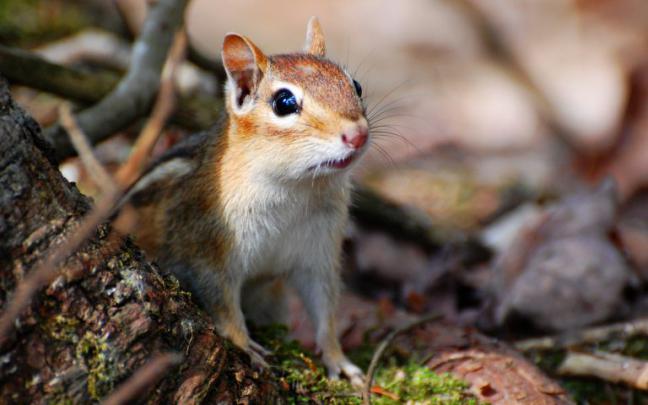 chipmunk wallpaper 1080p - HD Desktop Wallpapers