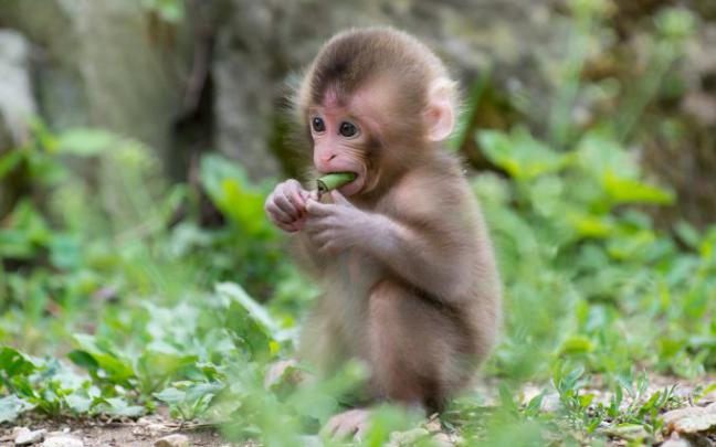 monkey wallpaper 1080p - HD Desktop Wallpapers