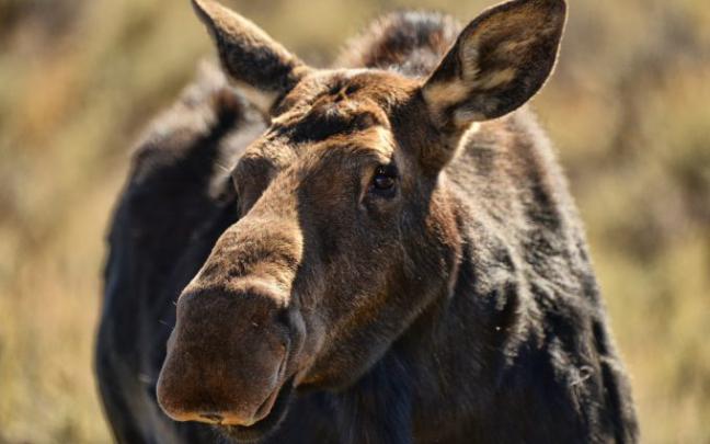 moose wallpaper 1080p - HD Desktop Wallpapers