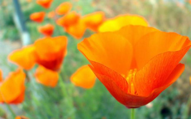 orange poppy wallpaper - HD Desktop Wallpapers