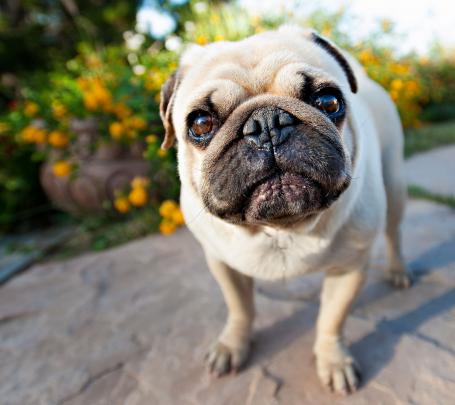 pug wallpaper 1080p - HD Desktop Wallpapers