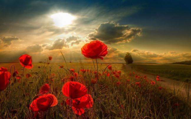 poppy wallpaper 1080P - HD Desktop Wallpapers