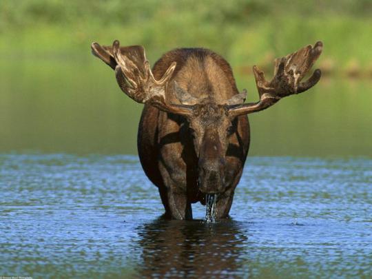 moose wallpaper hd - HD Desktop Wallpapers